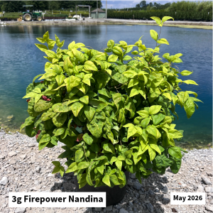 May 2026 3g Firepower Nandina Website